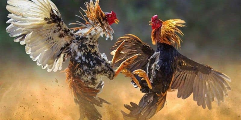 ไก่ชน 247 ถ่ายทอดสด คืออะไร?