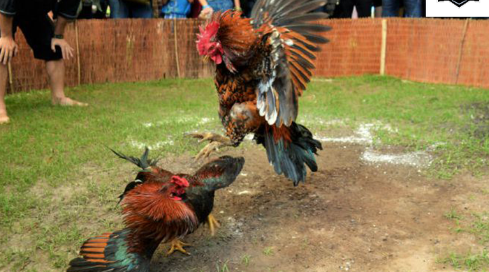 จุดเด่นของไก่ชน 247 ถ่ายทอดสด