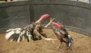 วิธีเริ่มใช้งานไก่ชน 247 ถ่ายทอดสด