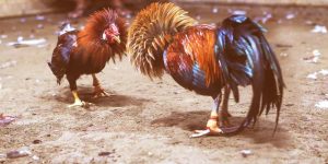 สนามไก่ชนยอดนิยมบน ไก่ชน 4K ถ่ายทอดสด