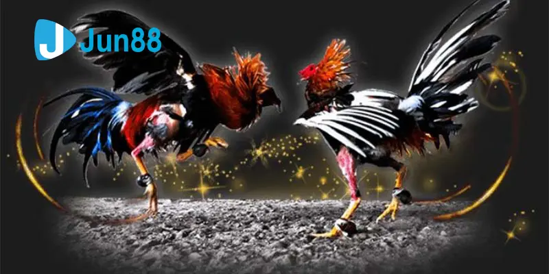 โปรโมชั่นพิเศษที่ช่วยเพิ่มโอกาสให้ผู้เล่นชนไก่