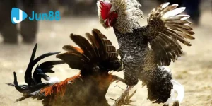 ชนไก่ Jun88: วัฒนธรรมการต่อสู้ที่เปี่ยมเสน่ห์และการเดิมพันที่เร้าใจ