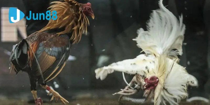 การควบคุมกิจกรรมชนไก่และกรอบทางกฎหมาย