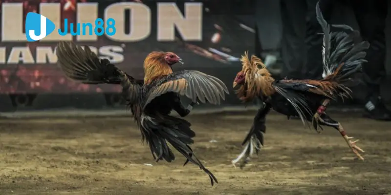 กติกาและการดำเนินเกมชนไก่ Jun88